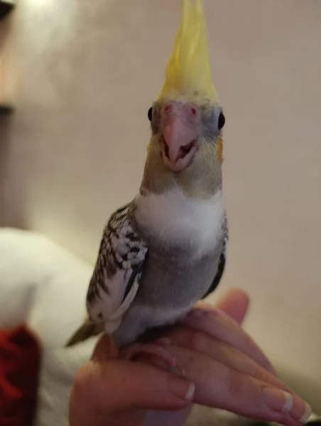 Calopsite allevate a mano | Foto 2