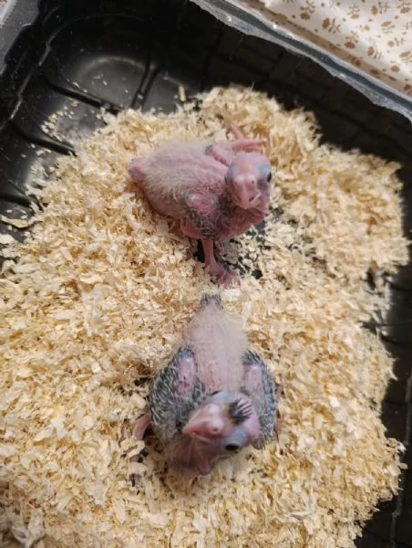 Calopsite allevate a mano | Foto 1