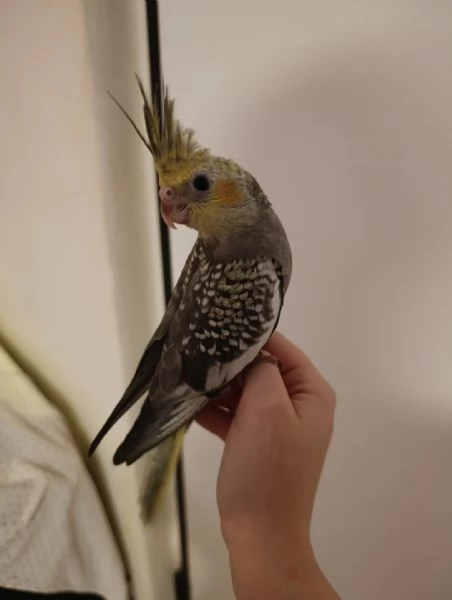 Calopsite allevate a mano | Foto 0