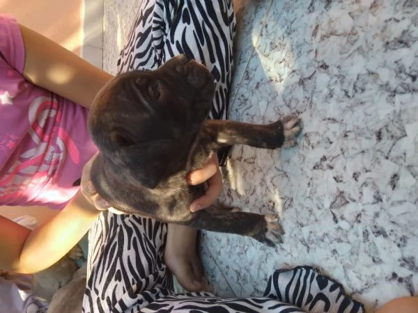 Cuccioli cane corso | Foto 3