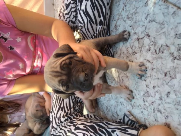 Cuccioli cane corso | Foto 2