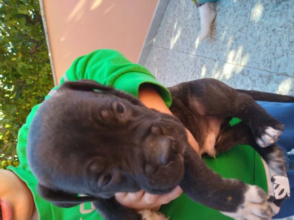 Cuccioli cane corso | Foto 1