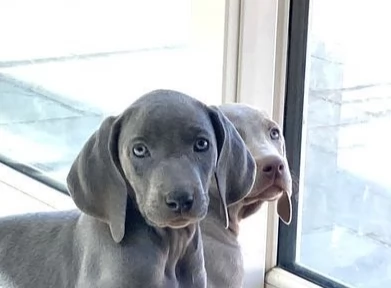 Splendidi cuccioli di weimaraner