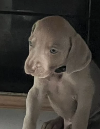 Splendidi cuccioli di weimaraner | Foto 0