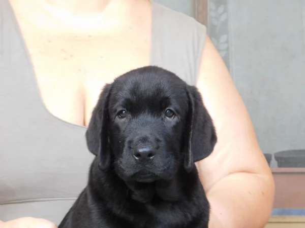 Cucciolo maschio di Labrador