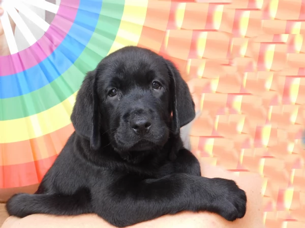 Cucciolo maschio di Labrador | Foto 1