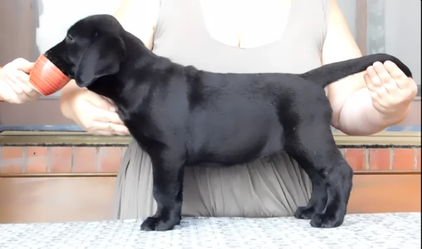 Cucciolo maschio di Labrador | Foto 0