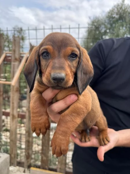 cuccioli Dachsbracke Caccia grossa e lepre