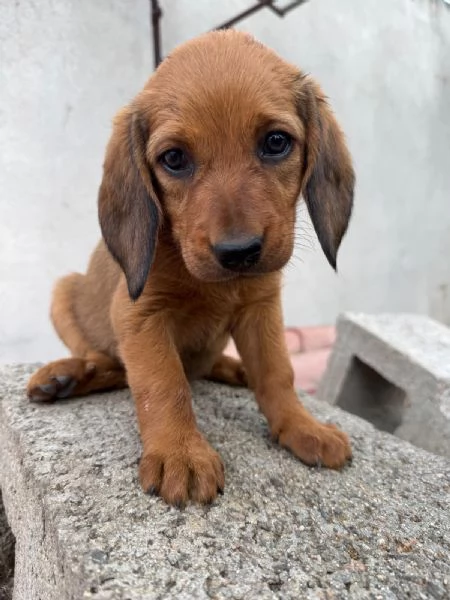 cuccioli Dachsbracke Caccia grossa e lepre | Foto 4