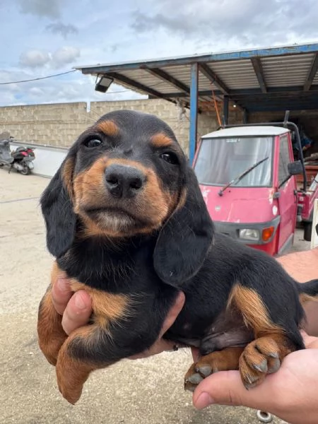cuccioli Dachsbracke Caccia grossa e lepre | Foto 3
