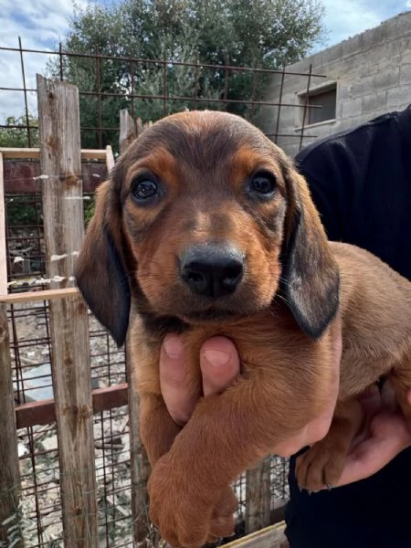 cuccioli Dachsbracke Caccia grossa e lepre | Foto 2