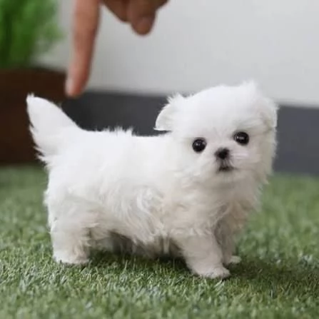 Maltese