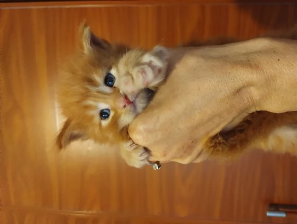 MAINECOON con pedigree  | Foto 3