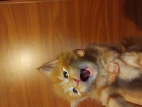 MAINECOON con pedigree  | Foto 1