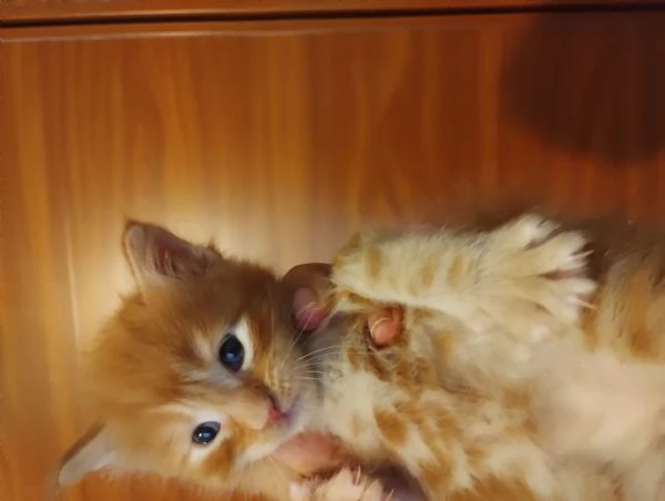 MAINECOON con pedigree  | Foto 0