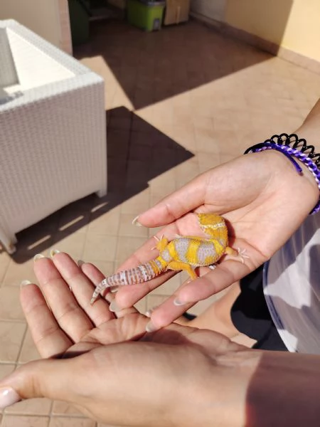 Gechi leopardini Abruzzo