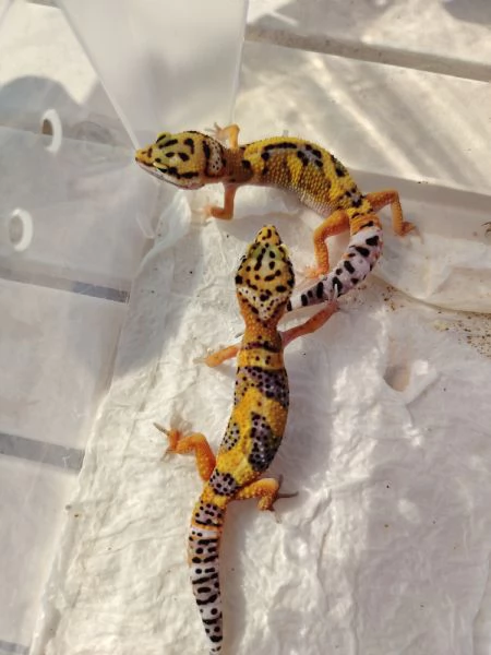 Gechi leopardini Abruzzo | Foto 4