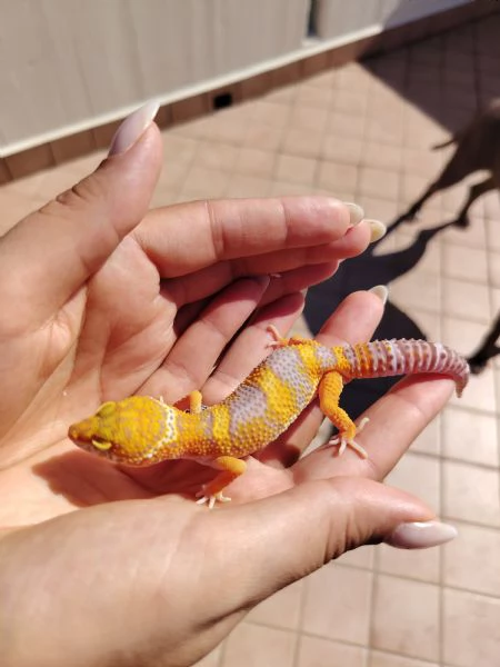 Gechi leopardini Abruzzo | Foto 3