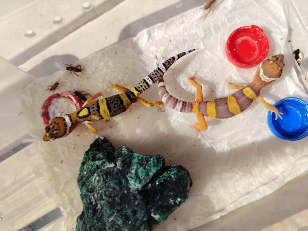 Gechi leopardini Abruzzo | Foto 2