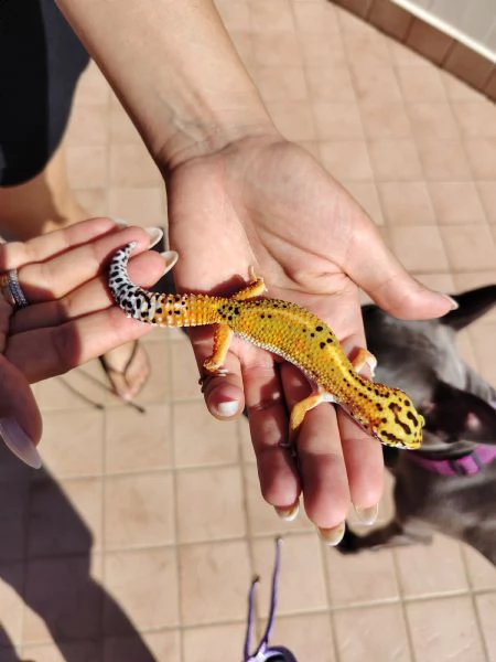 Gechi leopardini Abruzzo | Foto 1