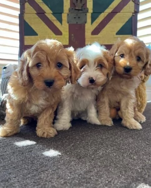 Maltipoo (cuccioli maschio e femmina)
