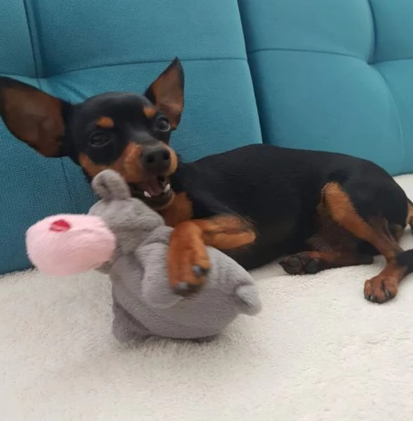 Pinscher Mini (cuccioli maschio e femmina) | Foto 2