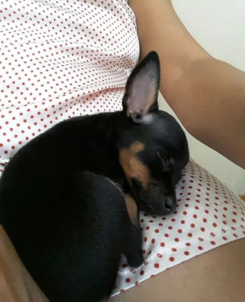 Pinscher Mini (cuccioli maschio e femmina) | Foto 1
