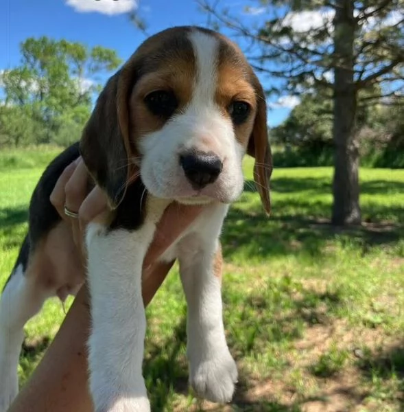 Beagle (cuccioli maschio e femmina) | Foto 0
