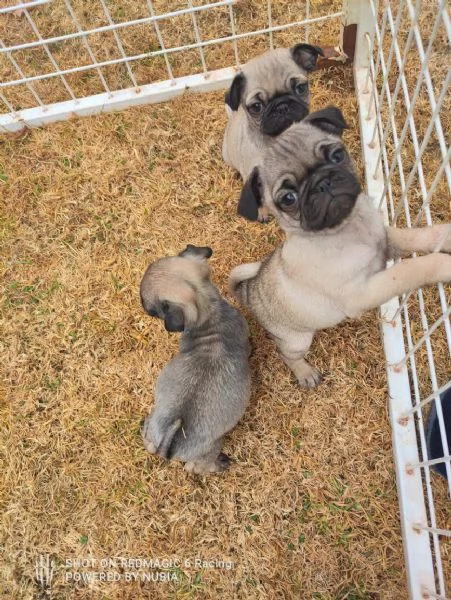 Carlino (Pug) (cuccioli maschio e femmina) | Foto 0