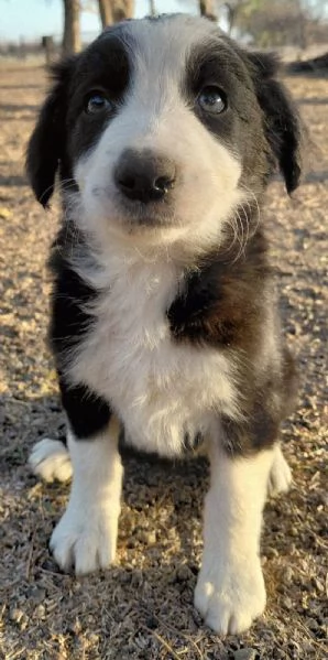 Border Collie (cuccioli maschio e femmina) | Foto 1