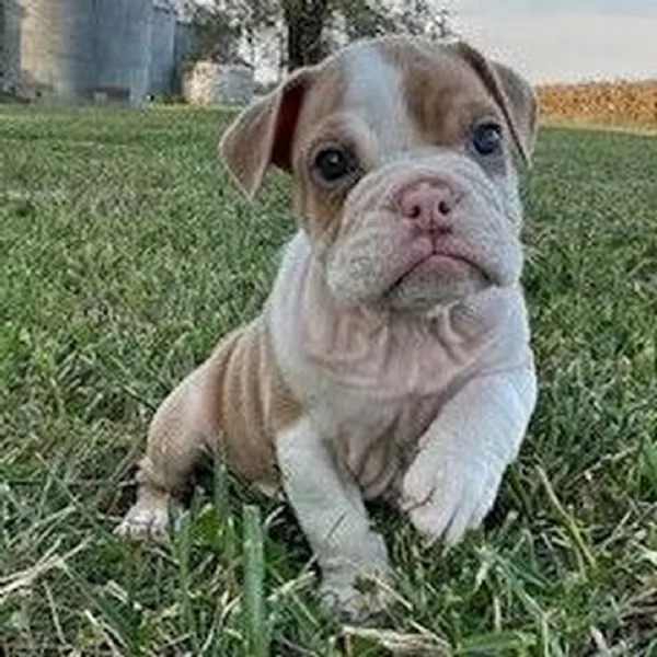 Bulldog Inglese (cuccioli maschio e femmina)