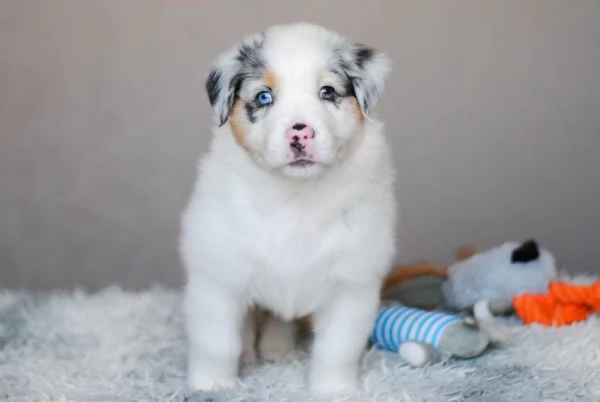 Cuccioli di Border Collie in cerca di una casa piena d'amore | Foto 0