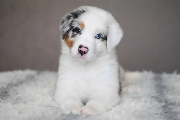 Cuccioli di Border Collie in cerca di una casa piena d'amore