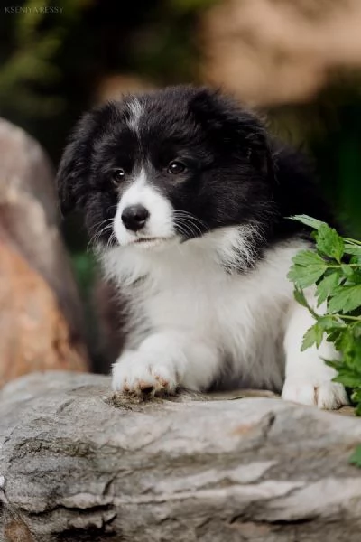 Cuccioli Border Collie – Adottali e cambia la loro vita (e la tua!) | Foto 0
