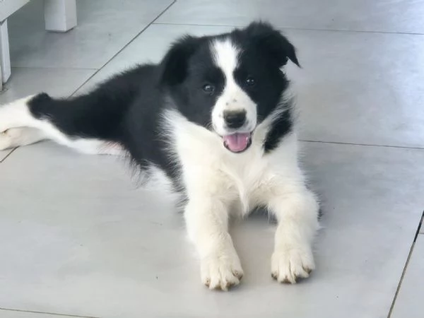 Cuccioli Border Collie cercano casa – Solo veri amanti della razza | Foto 0