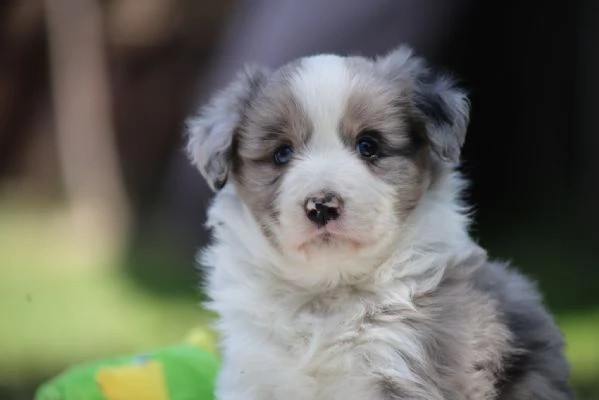 Border Collie cuccioli – Adotta un piccolo genio del mondo canino! | Foto 0