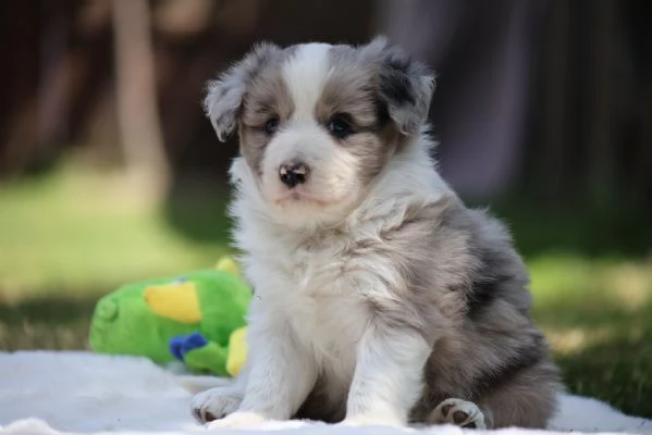 Cerchi un cucciolo Border Collie? Eccoli qui, pronti per te! | Foto 0