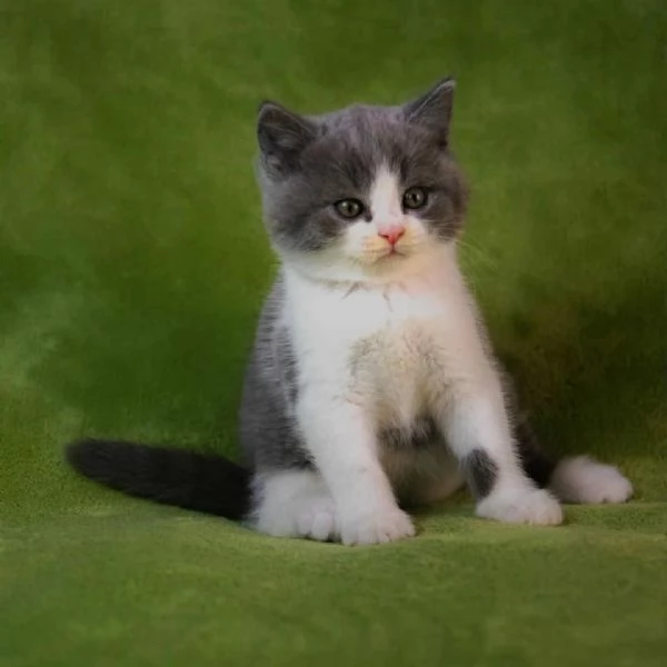 Due British shorthair | Foto 0