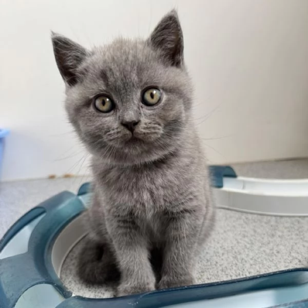 Adorabili Gattini British Shorthair   Maschio e Femmina | Foto 0