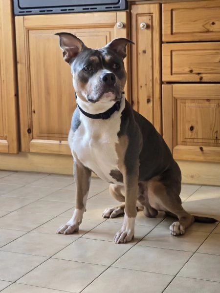 AMERICAN PITBULL TERRIER UKC CON PEDEGREE
