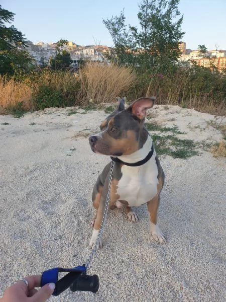 AMERICAN PITBULL TERRIER UKC CON PEDEGREE | Foto 6