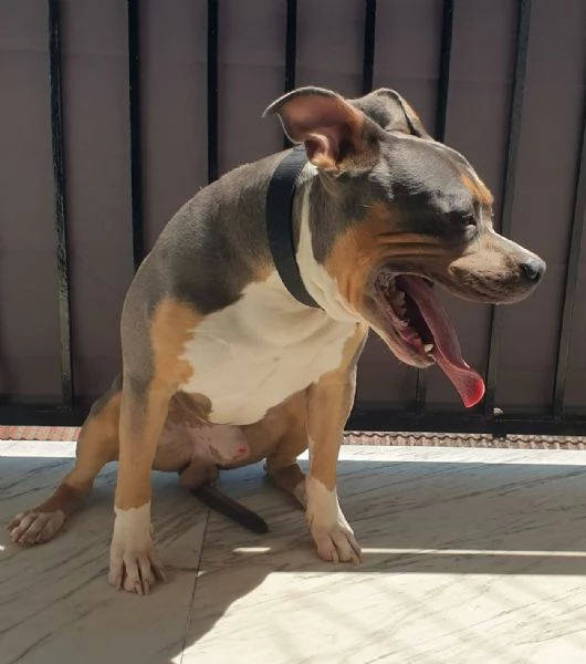 AMERICAN PITBULL TERRIER UKC CON PEDEGREE | Foto 5