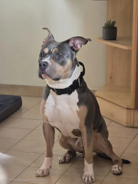 AMERICAN PITBULL TERRIER UKC CON PEDEGREE | Foto 4