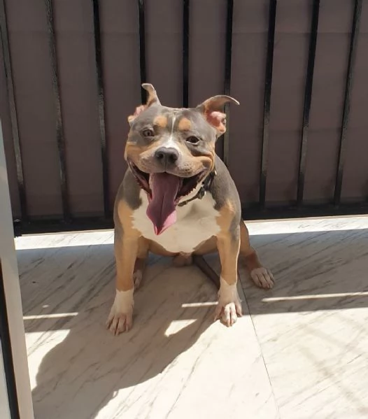 AMERICAN PITBULL TERRIER UKC CON PEDEGREE | Foto 3