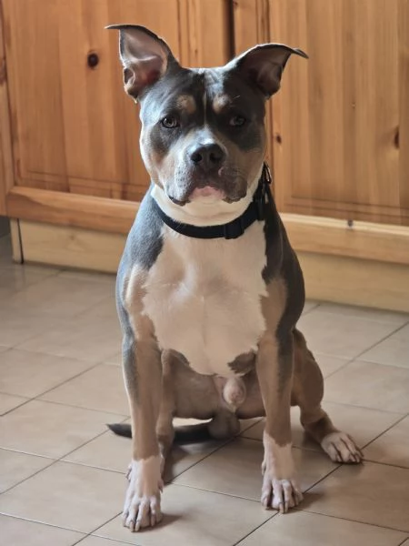AMERICAN PITBULL TERRIER UKC CON PEDEGREE | Foto 2