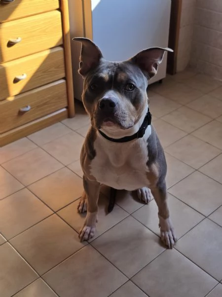 AMERICAN PITBULL TERRIER UKC CON PEDEGREE | Foto 1