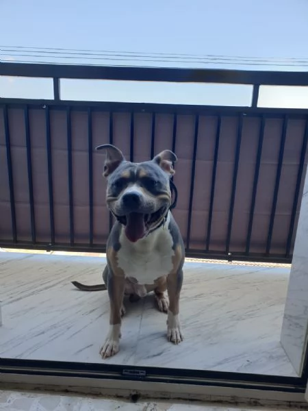 AMERICAN PITBULL TERRIER UKC CON PEDEGREE | Foto 0