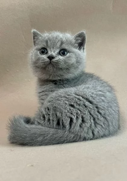 Due meravigliose British shorthair