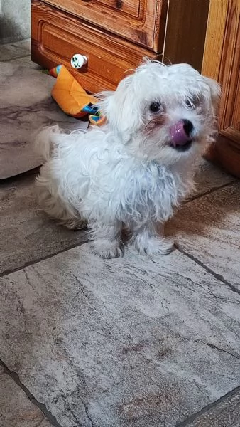 Cuccioli di maltese 
