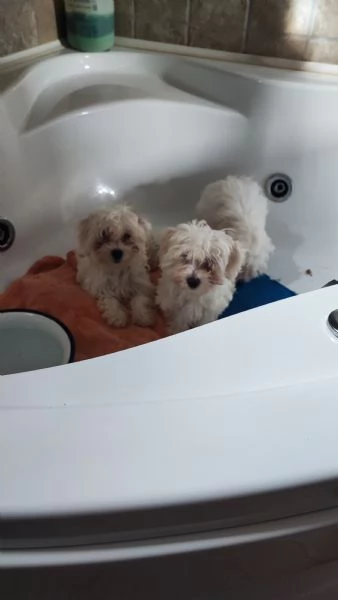 Cuccioli di maltese  | Foto 5